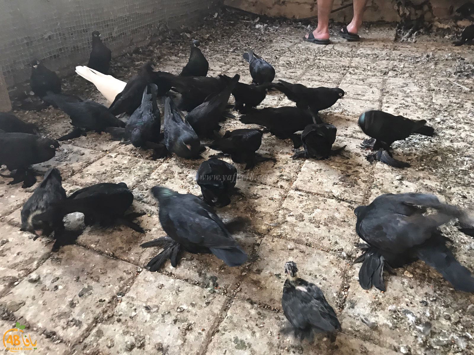 zohdi 3ashoor 7amam (12).jpg